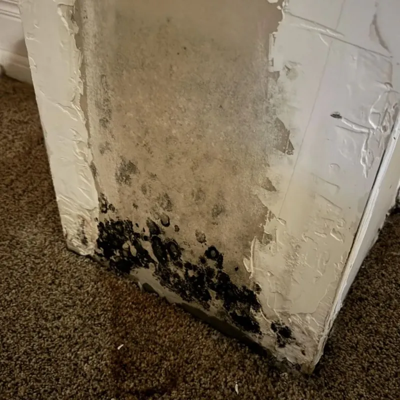 Professional Mold Removal in Mitchellville, IA